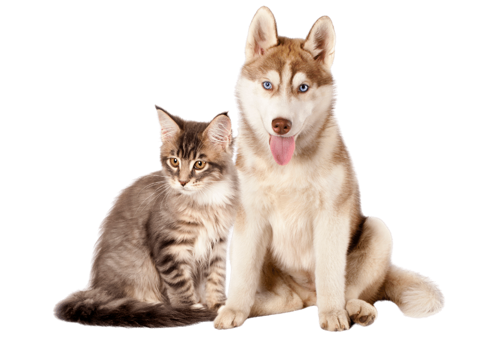 Cat and dog