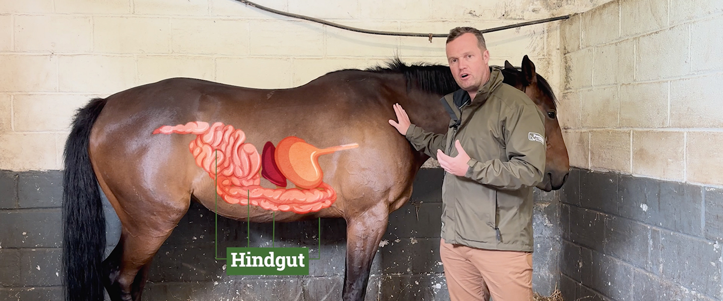 Horse Hindgut